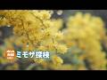 【岡山・玉野】やっぱりミモザはカワイイ！ミモザ探検
