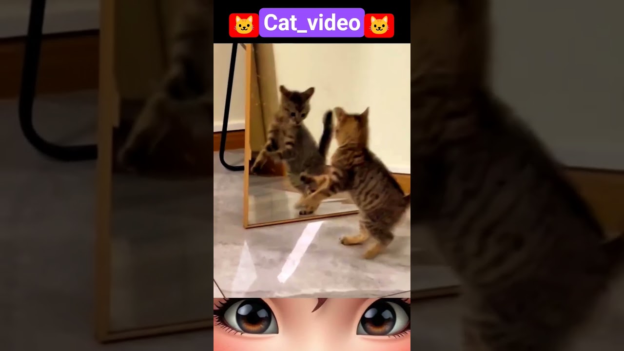 Fanny_Cat_Dance Video clip 2025,@catefact 