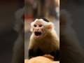Monkeys Riding Dogs Through a Busy City in 4K #Monkeys #Dogs #4K