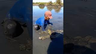 Giant mud crab #shorts