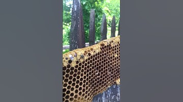 Drone emerging from cell