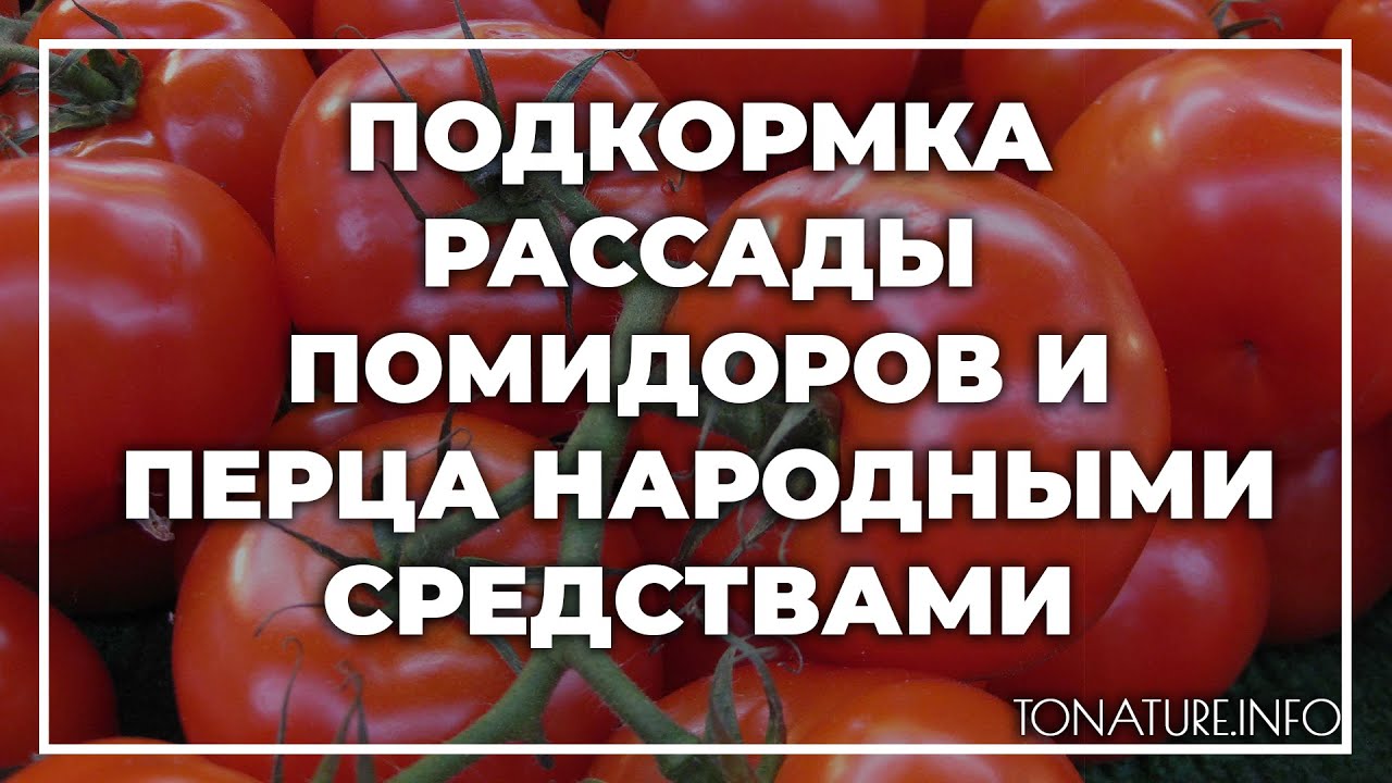 Первые подкормки рассады томатов и перцев. Подкормка для рассады перца и помидор. Подкормка для томатов и перца. Подкормка для перца и помидор для роста. Подкормка для томатов и перца народными средствами.