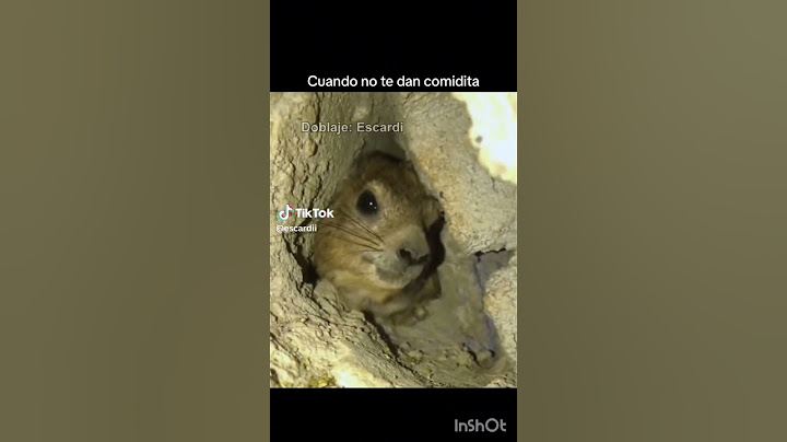 DAME COMIDITA MARCA PAJARO