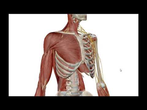 Vidéo: Diagramme Et Fonction Des Nerfs Et Vaisseaux De L'épaule - Cartes Corporelles