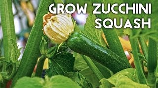 Growing Zucchini Squash - Advice, Tips, Harvest & Recipe