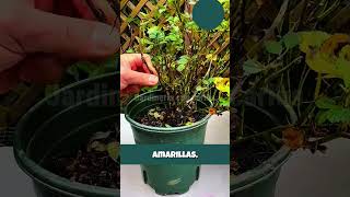 Truco y fertilizante para tu rosal #plantas #jardineria #jardin #huerto #plants
