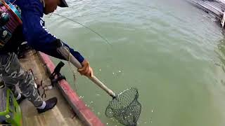 Padu strike ikan bertubi-tubi/trip Mancing di sangkar sungai udang