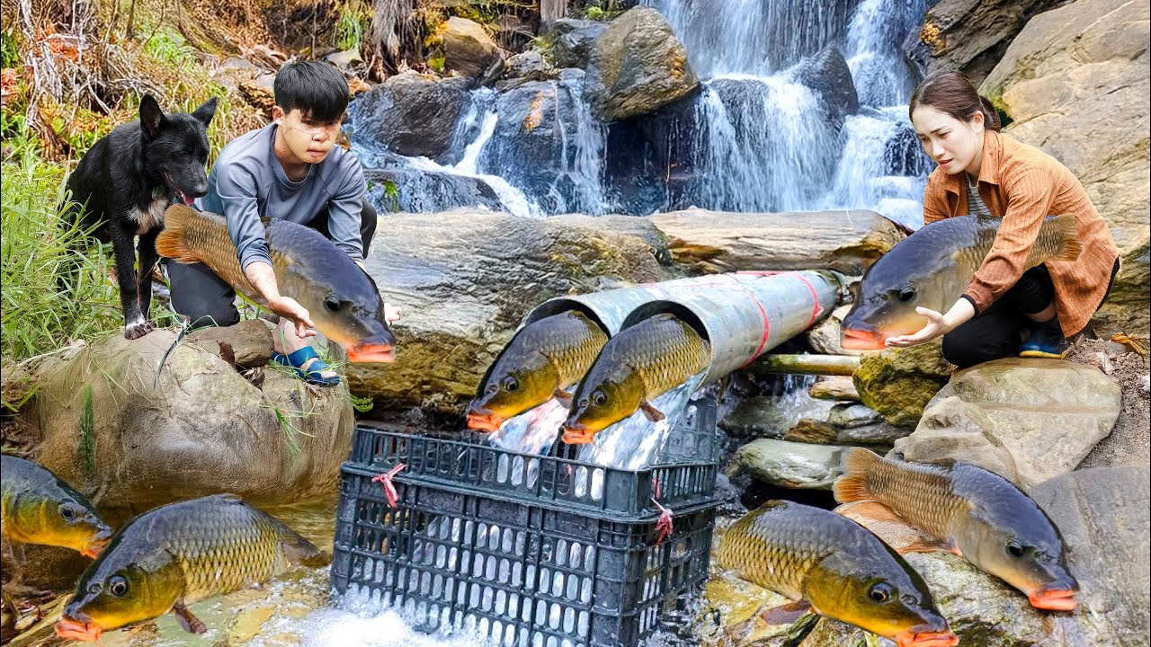 How female hunters use intelligence to trap fish with PVC pipes. Unexpected results