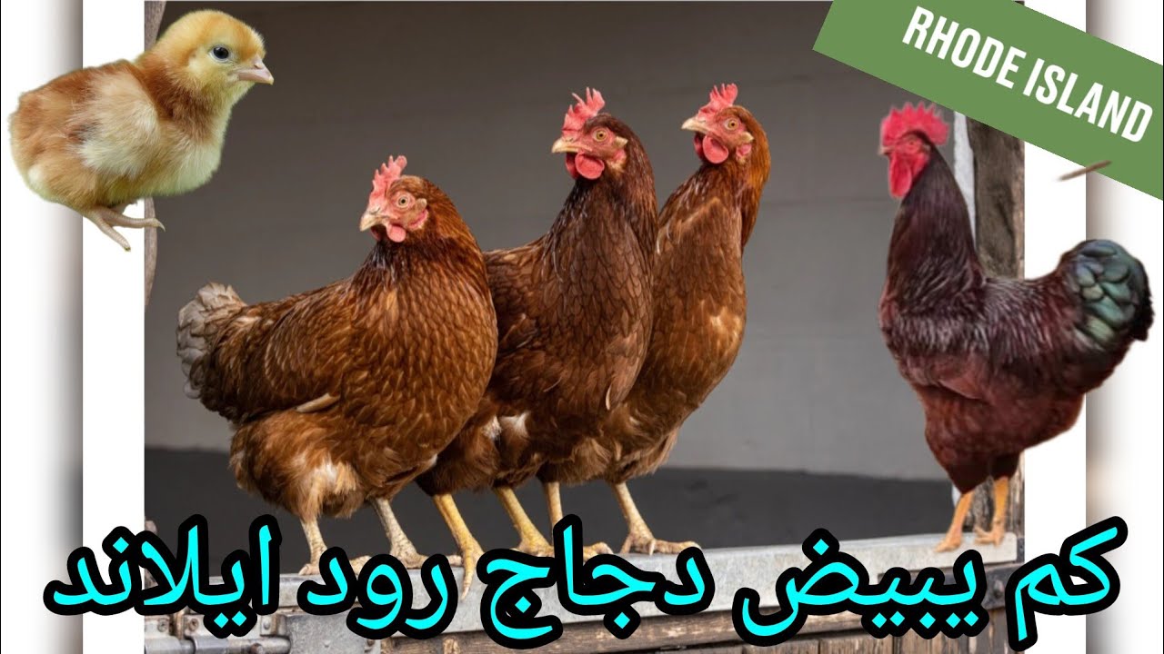 كم يبيض دجاج رود ايلاند/حساب عدد البيض غي سنة