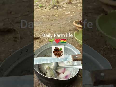 NATURE-HILLS FARMS (Daily Farm life 🌱❤️🇬🇭)