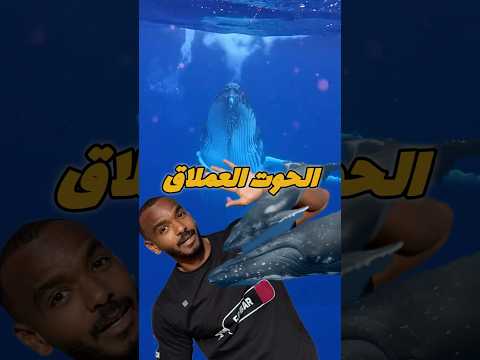 اكبر كائن في المحيط الحوت الأزرق   غوص  