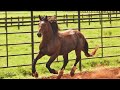 Animais de Rodeio ● Preparação de Cavalos Xucros