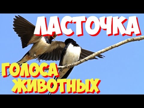 ПЕНИЕ ЛАСТОЧКИ MP3 СЛУШАТЬ И СКАЧАТЬ БЕСПЛАТНО ПЕНИЕ ЛАСТОЧКИ MP3 СЛУШАТЬ И СКАЧАТЬ БЕСПЛАТНО