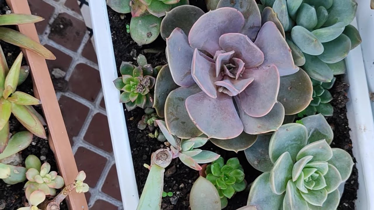 Meral hanımın kargosu balıkesir yolcusu🌺🌵#succulent #youtube #benionecikar 