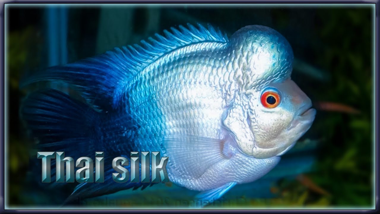 Thai Silk Flowerhorn Youtube Betta Fish Types Fish Pet Betta