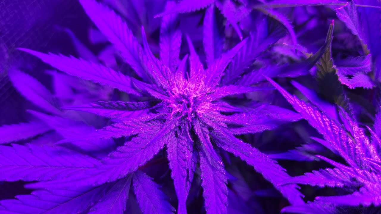 Skywalker OG at flower week 4 (day 23 / day 66 from seed 🌱