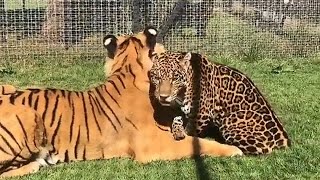 This Tiger & Leopard Are Best Friends...