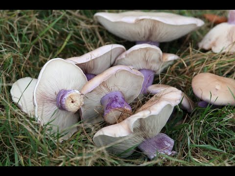 Синяя ножка - гриб. Рецепт засолки и маринования...