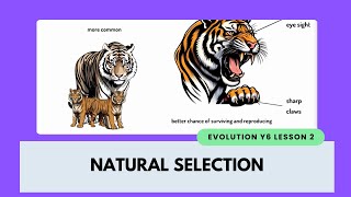 Why Adaptations Matter | Year 6 Evolution & Inheritance | KS2 Science