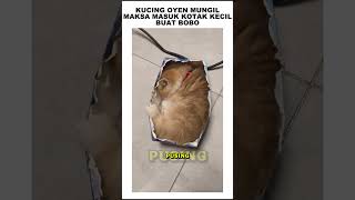 ANAK KUCING MEONG MEONG Si Meong Kucing Lucu kucing berantem kucing kawin kucing marah