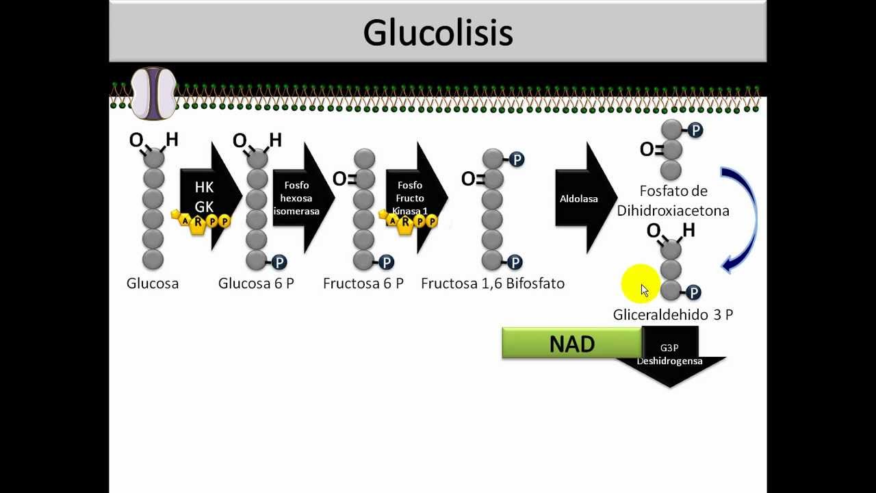 Óxido Reducción #2 ⚡️Glucólisis