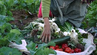 Horticultura Quillopungo I Doctv Ecuador
