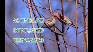 House Finches in Spring [NARRATED]