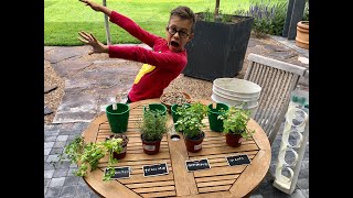 the herb grower