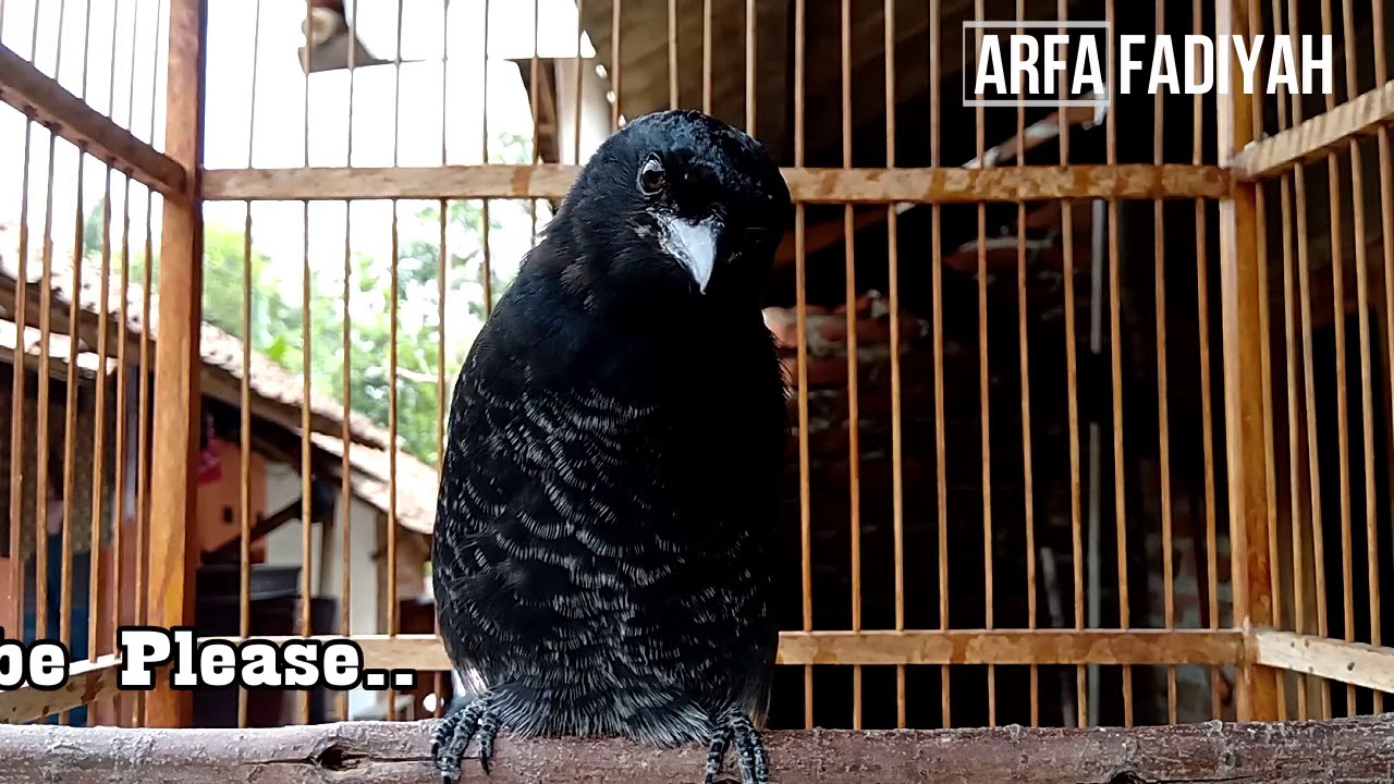 Istimewa!! Inilah Ropel Dan Tembakan Si Raja Gagak..