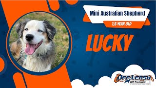 Lucky’s Transformation | Mini Australian Shepherd's Amazing 2-Week Obedience Training Journey 🐾 by Off Leash K9 Training North Georiga 15 views 1 month ago 6 minutes, 52 seconds