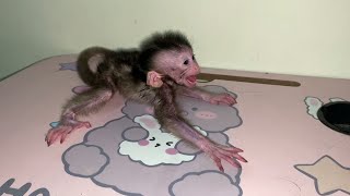 Tantrum Newborn Baby Monkey Doesnt Like Being Unbed
