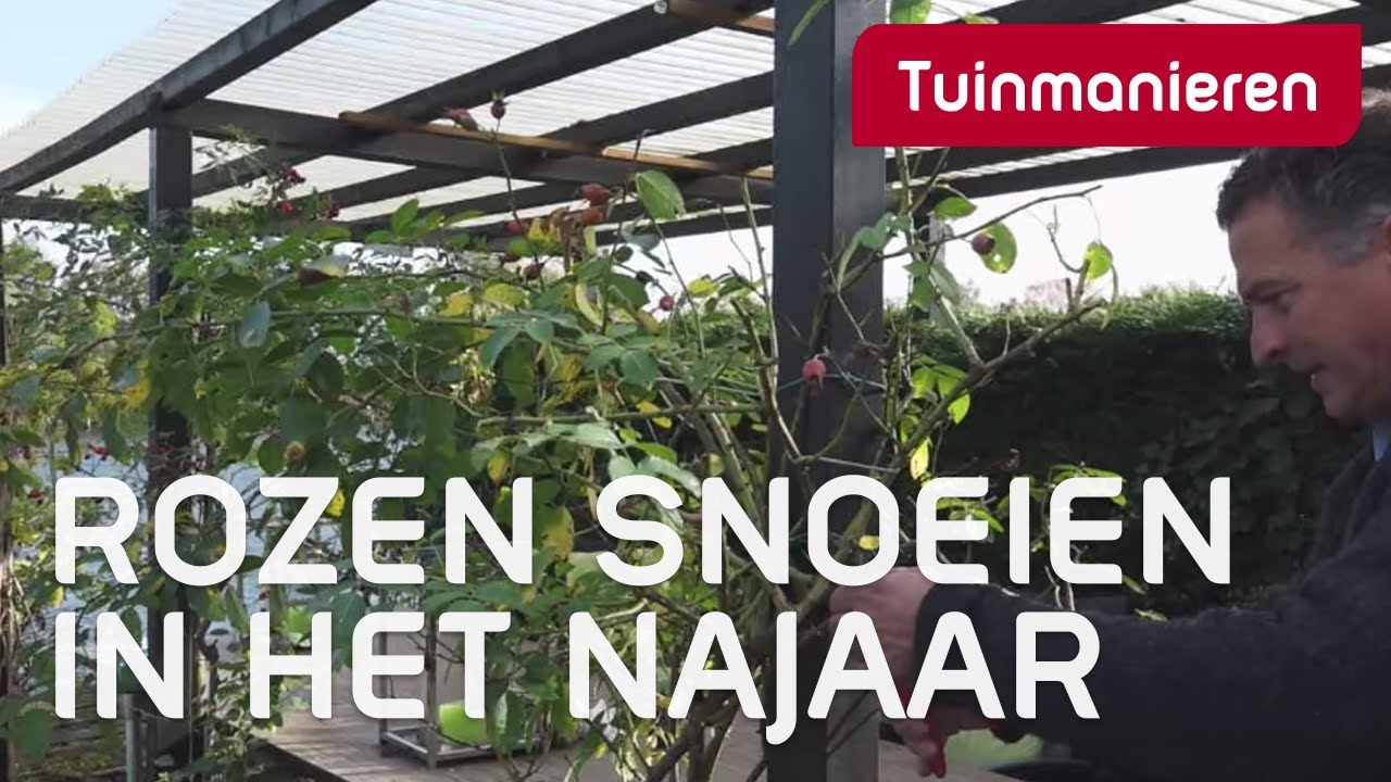 Rozen snoeien in het najaar: hoe snoei je de klimroos? | Tuinmanieren - YouTube Rozen Snoeien In Het Najaar: Hoe Snoei Je De Klimroos? | Tuinmanieren - Youtube