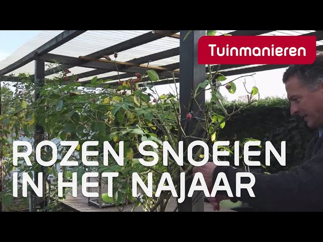 Rozen Snoeien In Het Najaar: Hoe Snoei Je De Klimroos? | Tuinmanieren -  Youtube