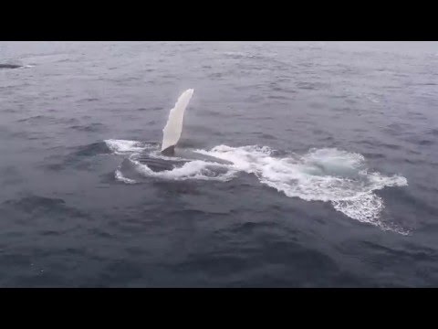 Humpback Whale NAMMCO Humpback Whale NAMMCO