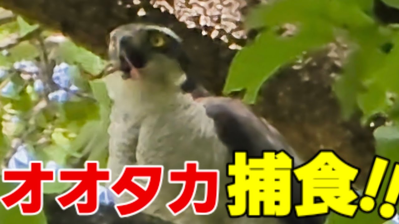 Kana　木彫りの鳥　オオタカ獲物捕獲直前 オオタカ捕食!※貴重映像【和の自然観察記】#オオタカ#日本#Vlog#タヌキ