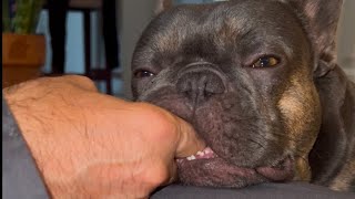 Maui Falling A Sleep With Finger In His Mouth Most Hilarious And Adorable Video You Will Ever See