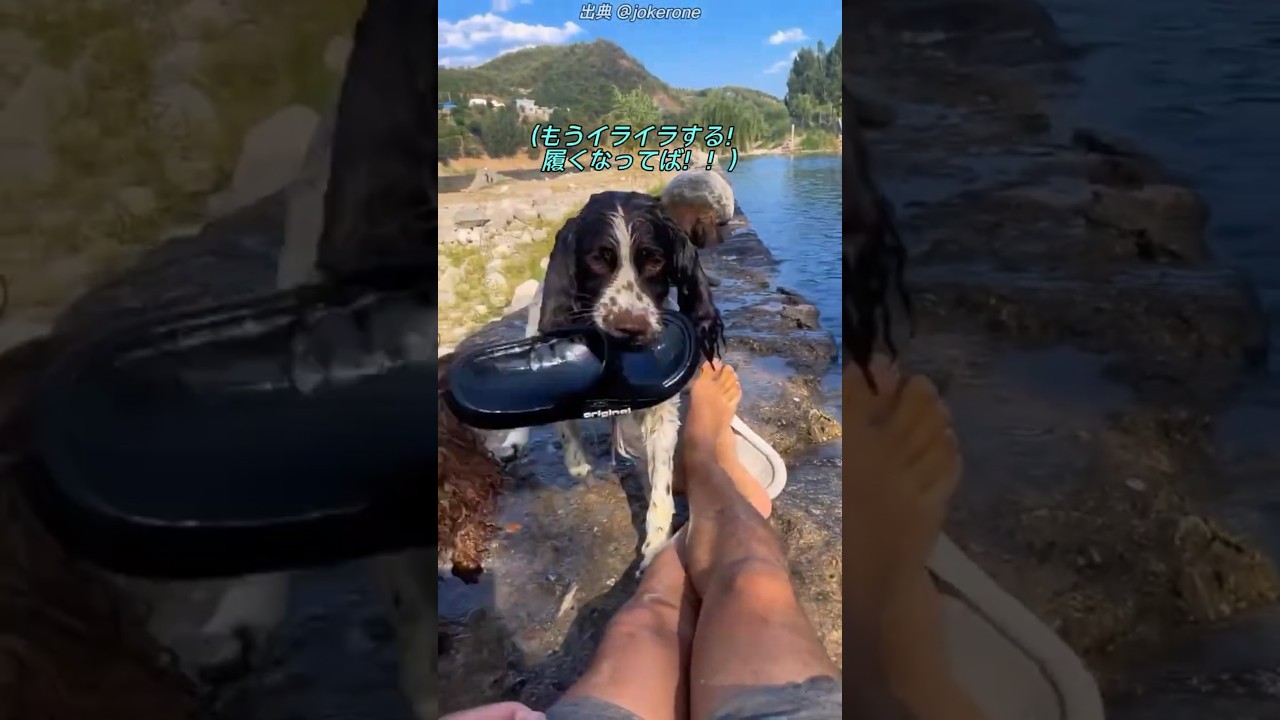 飼い主を教育する犬ｗ