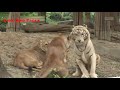 lion vs white tiger ( lion vs tiger p11)