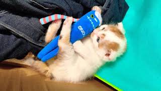 The Cutest Baby Kitten 🐾 new video uploading soon!!