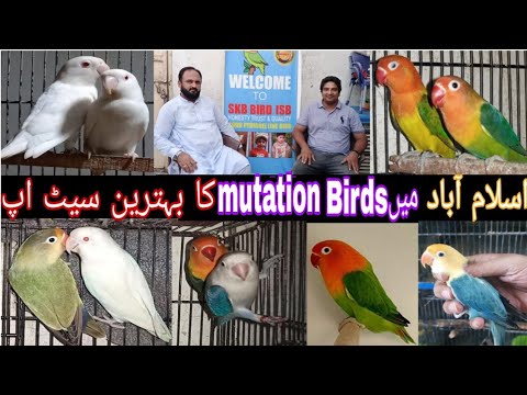 Islamabad ma mutation Birds ka behtarin breeding setup