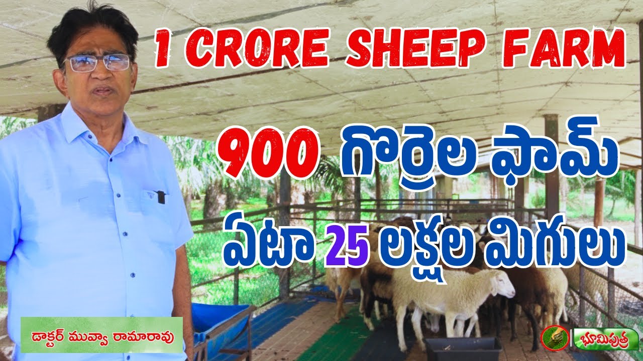 గొర్రెల ఫామ్ తో ఏటా 25 లక్షల ఆదాయం | 900 sheep farm | bhumiputhra telugu