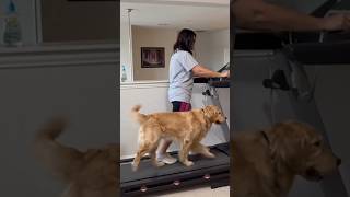 The dog exercises with me. #shorts