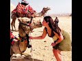 الجمال تتقابل في الاهرامات جمل شقي ومحظوظ 