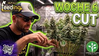 LIVING SOIL vs. Greenhouse Feeding in Week 6 of Flowering 🌿 Defoliation & Lollipopping Guide | Wi...