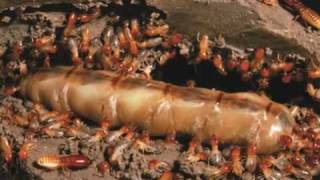 On Time Pest Control Laredo TX