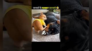 जानवरों के funny कारनामे 🤣 wait for end animal funny video ।#shorts #facts #funny
