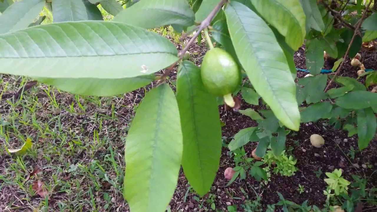 How to make Guava Paste