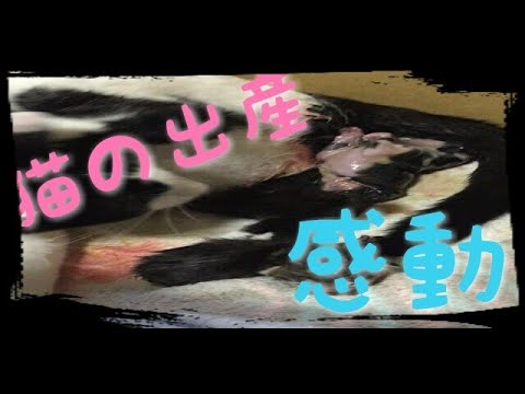 【閲覧注意】猫の出産 感動 Give birth to baby.