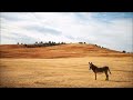 Download Donkey Ringtone Animal Ringtones Download Donkey Ringtone Animal Ringtones