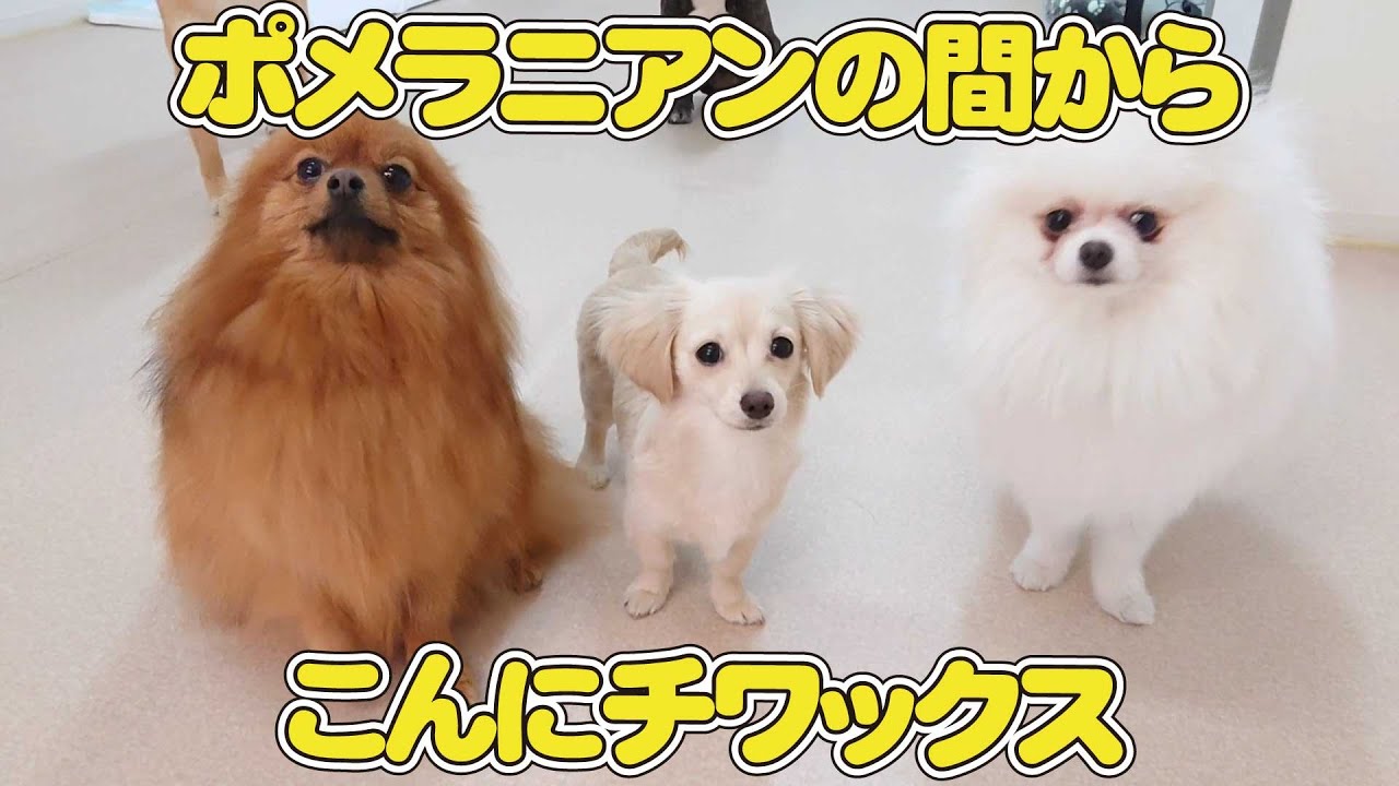 ポメラニアンの間からこんにチワックス ひみつきちなう 1 ポメラニアン チワックス チワワ トイプードル 柴犬 マルペキ ミックス犬 フレンチブルドッグ 22年3月8日 Youtube